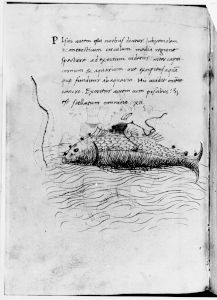 Hyginus p.33v - 15th century