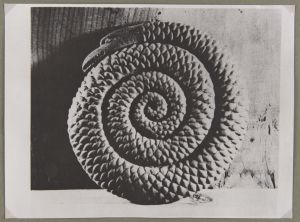 Belgian - 20th century