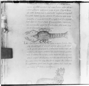 Hyginus p.42v - 15th century
