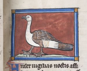 Sidney Sussex College - 100, fol. 20r - 1230 (circa)