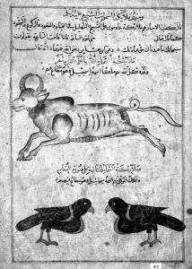 al-Qazwini p.60 - 15th century