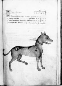 al-Sufi p.38r - 14th century