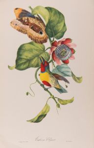 Descourtilz, Jean Théodore - 1834
