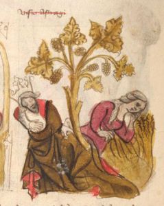 Germanisches Nationalmuseum - Hs. 22401, fol. 5v - 15th century (early)