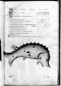 al-Sufi p.14r - 14th century