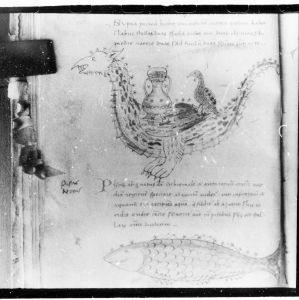Hyginus p.49v - 15th century