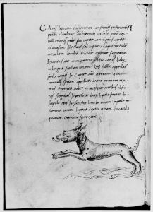 Hyginus p.29v - 15th century