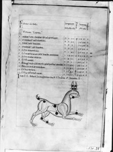 al-Sufi p.38r - 13th century (third quarter)