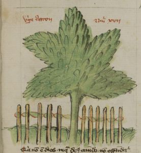 Stiftsbibliothek - Cod. 166, fol. 11r - 15th century (early)