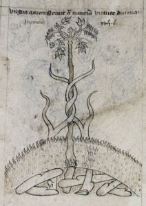 Bodleian Library - Douce 204, fol. 8v - 1430 (circa)