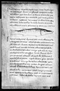 Bayerische Staatsbibliothek - Clm 560, fol. 114v - 9th century