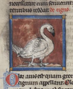 Sidney Sussex College - 100, fol. 22v - 1230 (circa)