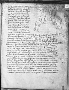 Hyginus p.18r - 12th century