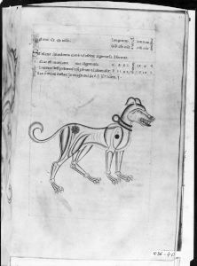 al-Sufi p.40r - 13th century (third quarter)