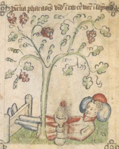 British Library - Sloane MS 361, fol. 11v - 15th century (first half)