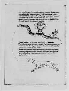 Biblioteca Apostolica Vaticana - Reg. lat. 123, fol. 204v - 1056