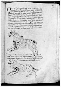 Stiftsbibliothek - 685, fol. 71r - 12th century