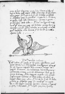 Scot, Michael p.36 - 15th century