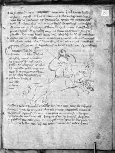 Hyginus p.24r - 12th century
