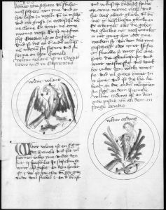 Scot, Michael p.123r - 1436