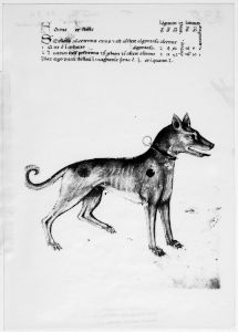 al-Sufi p.39r - 14th century