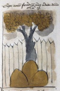 Staatsbibliothek - lat. qu. 917b, fol. 11r - 1450 (circa)
