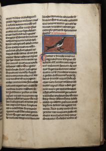 Sidney Sussex College - 100, fol. 17r - 1230 (circa)