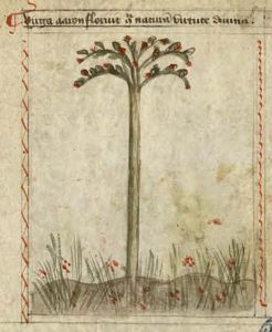 Biblioteca Nacional de España - 8562, fol. 1r - 15th century
